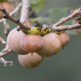 Diospireiro lotus, Caqui lils, Caqui Caucasiano